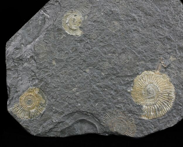 Dactylioceras Ammonite Cluster - Posidonia Shale #52922